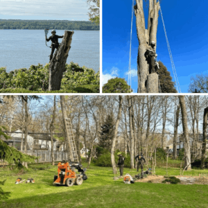 Collaboration avec Arboritek | Techno-For